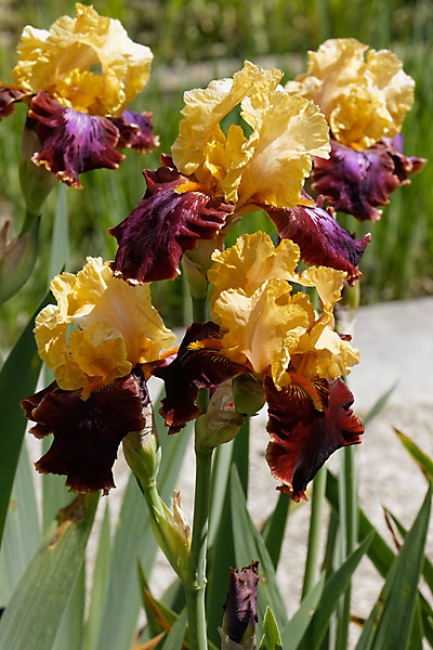 Bagatelle-Iris-082