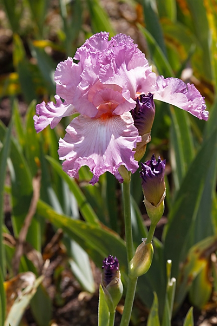 Bagatelle-Iris-083