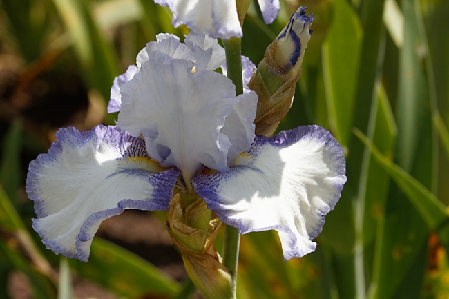 Bagatelle-Iris-084