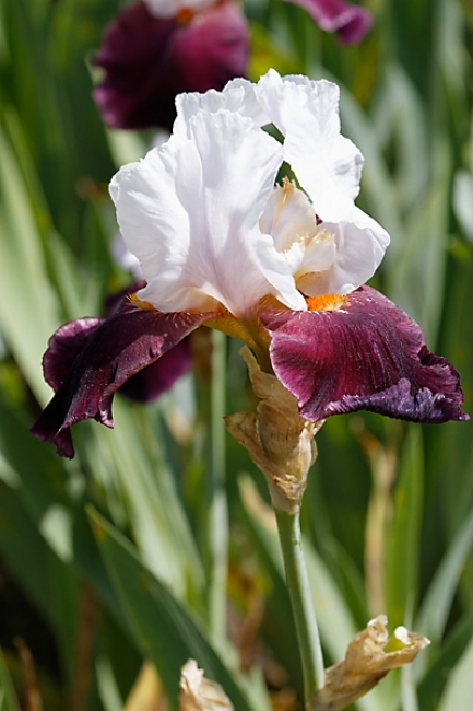 Bagatelle-Iris-085