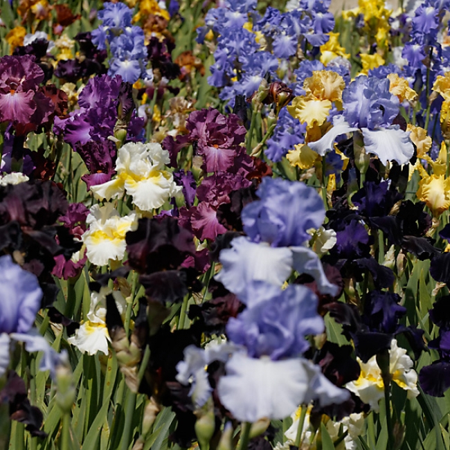 Bagatelle-Iris-086