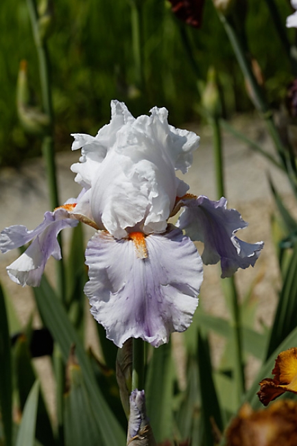 Bagatelle-Iris-087