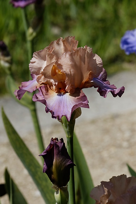Bagatelle-Iris-088