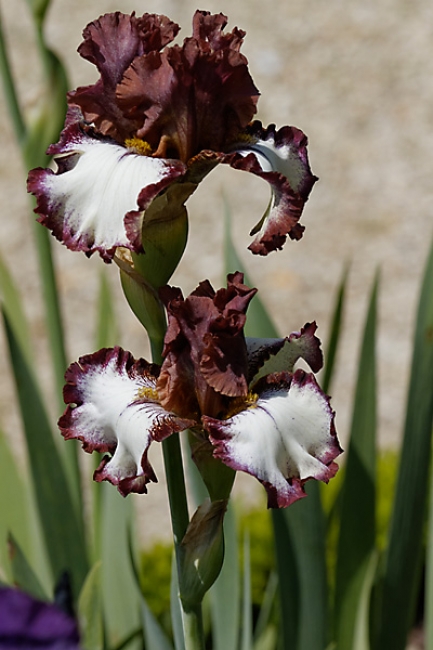 Bagatelle-Iris-089