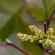 Fleurs-FEV14-004