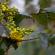 Fleurs-FEV14-005