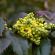 Fleurs-FEV14-007