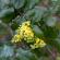 Fleurs-FEV14-008