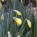 Fleurs-FEV14-009