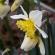Fleurs-FEV14-011
