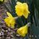 Fleurs-FEV14-012