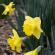 Fleurs-FEV14-013
