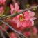 Fleurs-FEV14-020