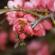 Fleurs-FEV14-022
