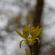 Fleurs-FEV14-025