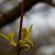 Fleurs-FEV14-026