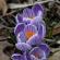 Fleurs-FEV14-031