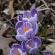 Fleurs-FEV14-032