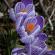 Fleurs-FEV14-033