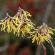 Fleurs-FEV14-037