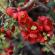 Fleurs-FEV14-038