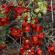 Fleurs-FEV14-040