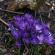 Fleurs-FEV14-041