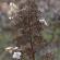 Fleurs-FEV14-043