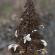 Fleurs-FEV14-044