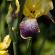 Jardin des Impressionnistes-MAI14-055