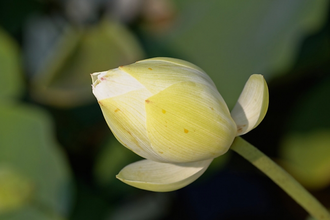 Lotus-MAR15-018