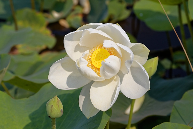 Lotus-MAR15-028