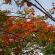 Suan Luang-JUN14-011