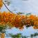 Suan Luang-JUN14-027