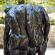 Rodin-036