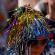 Gay-Pride-Paris-2008-136