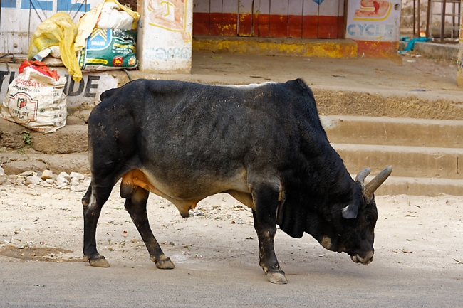 Bhubaneswar-Divers-001