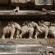 Khajuraho-Western group-034
