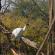 Keoladeo national park-136