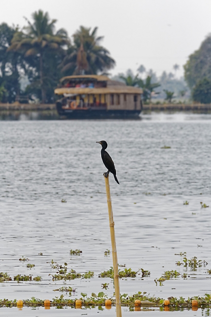 Backwaters-001
