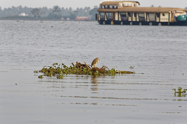 Backwaters-061