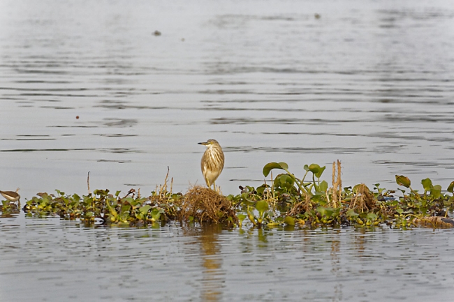 Backwaters-062