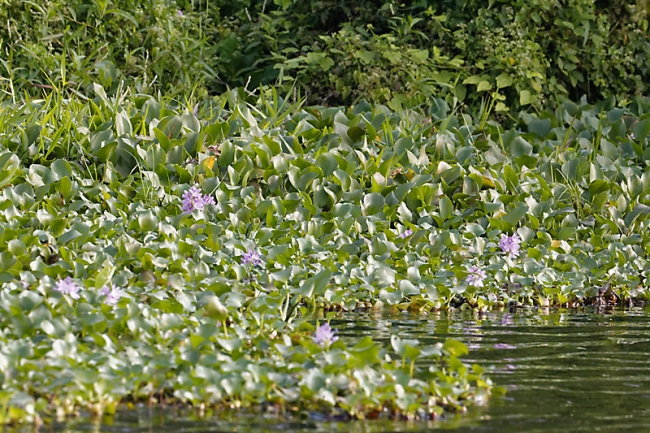 Backwaters-081
