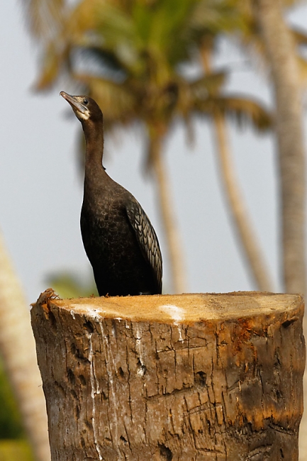Backwaters-082