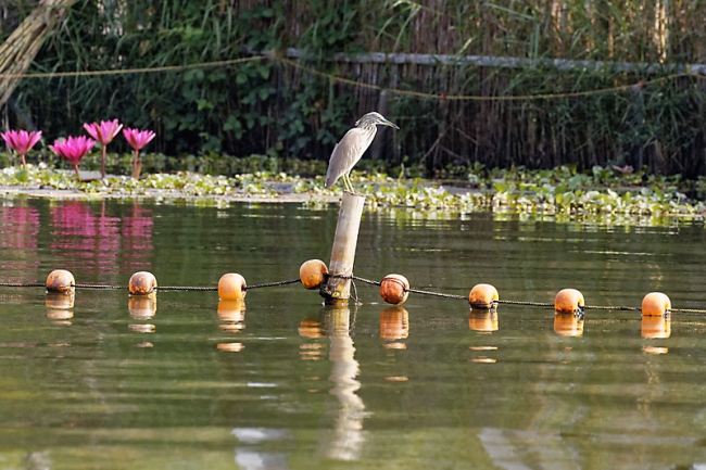 Backwaters-103
