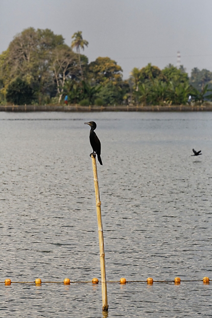 Backwaters-108