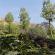 Munnar-005