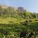 Munnar-007