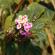 Munnar-011