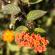 Munnar-014